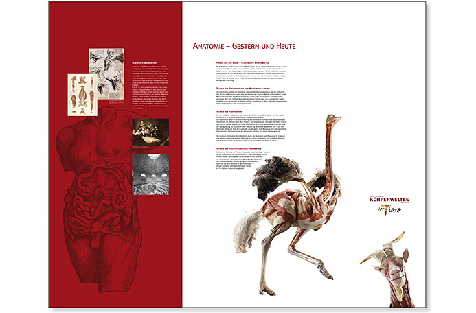 Wandtafel-Anatomie-Ausstellung-2