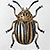 Käfer